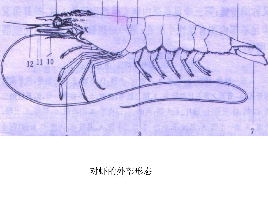 对虾的形态特征_第2页