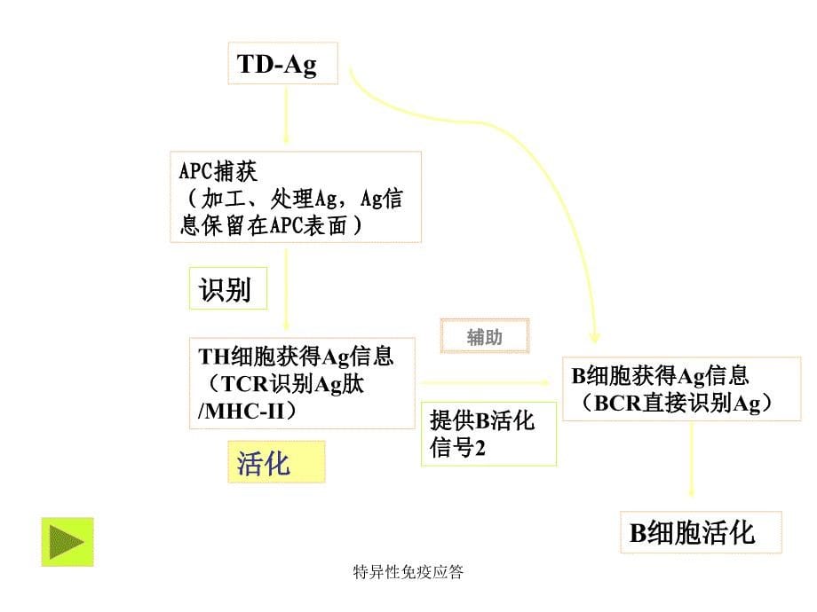 特异性免疫应答课件_第5页