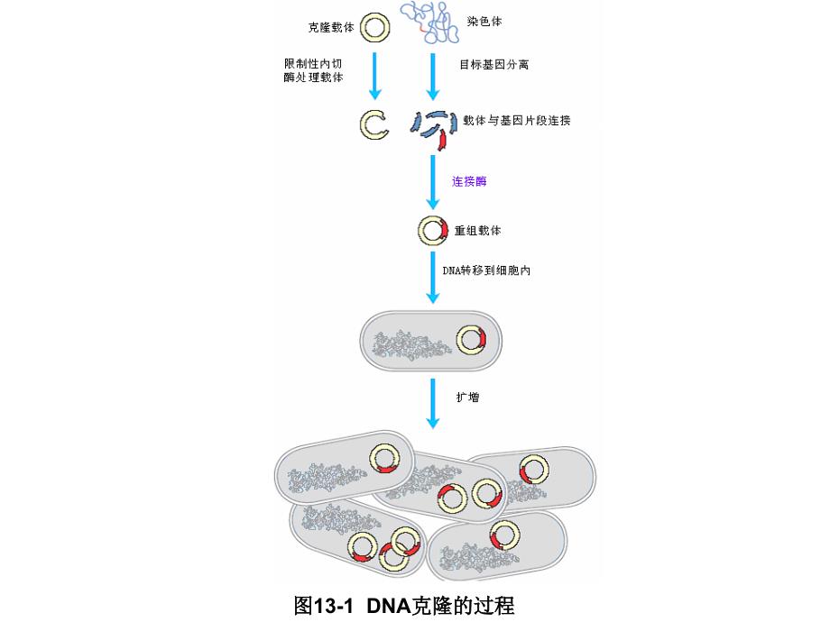 《基因工程实例》PPT课件.ppt_第1页