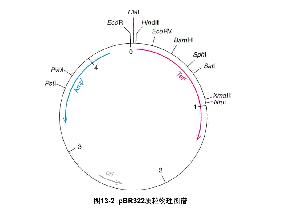 《基因工程实例》PPT课件.ppt_第2页