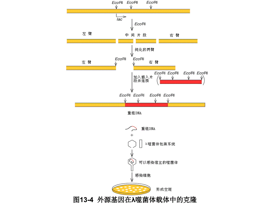 《基因工程实例》PPT课件.ppt_第4页