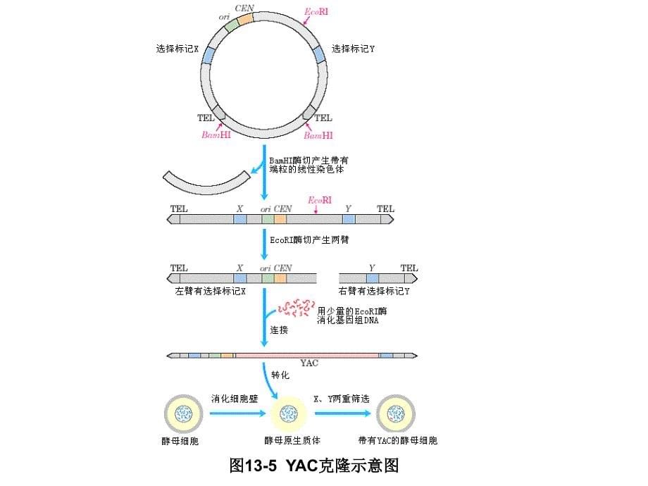 《基因工程实例》PPT课件.ppt_第5页