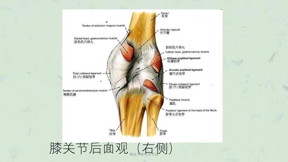 膝关节骨性关节炎课件_第5页