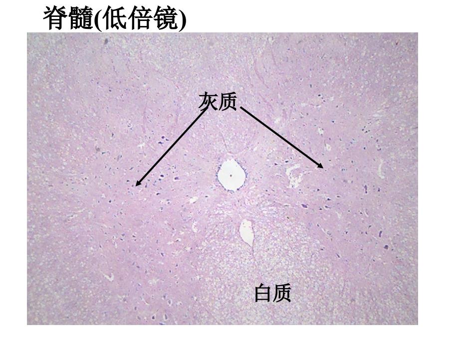 医学实验课件：神经组织实验_第2页