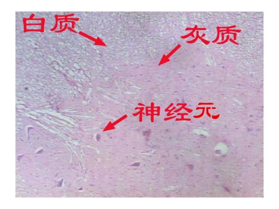 医学实验课件：神经组织实验_第4页