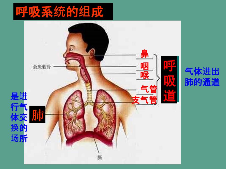 人教版初中生物七年级下册第四单元第一节呼吸道对空气的处理ppt课件_第2页