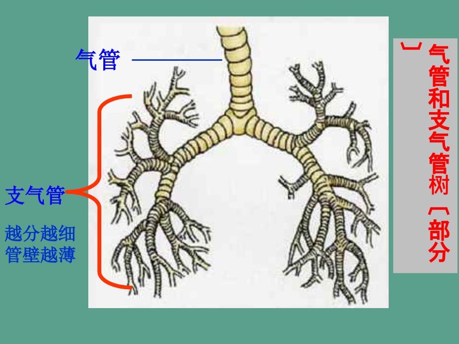 人教版初中生物七年级下册第四单元第一节呼吸道对空气的处理ppt课件_第3页