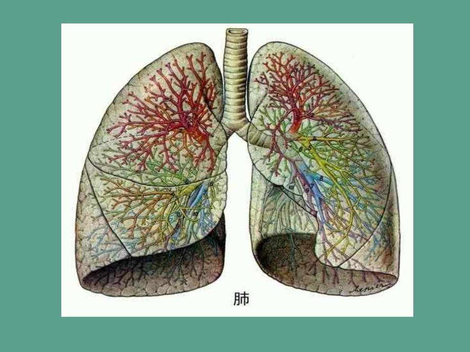 人教版初中生物七年级下册第四单元第一节呼吸道对空气的处理ppt课件_第4页