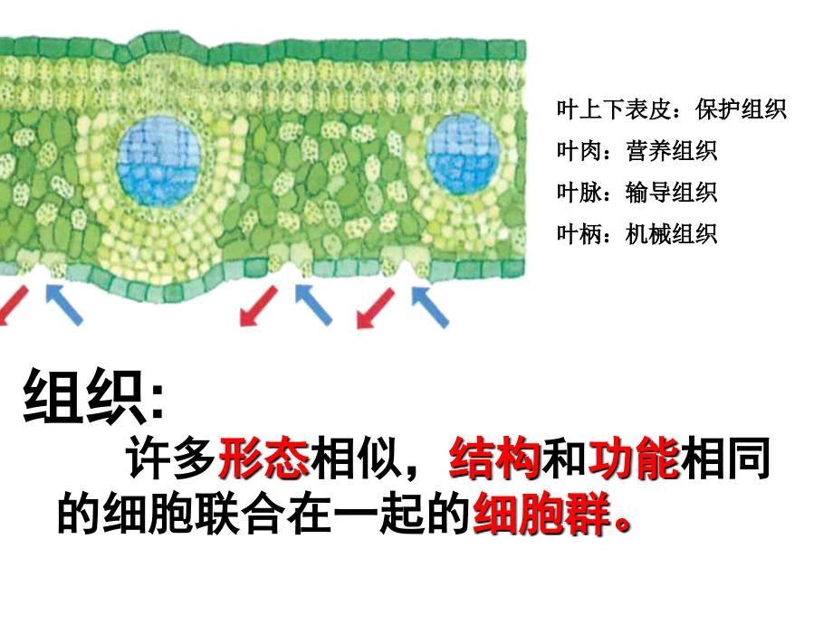 七年级科学显微镜微生物_第3页