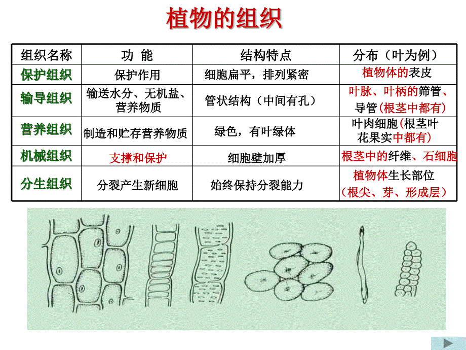 七年级科学显微镜微生物_第4页