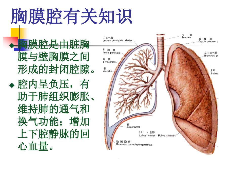 胸腔闭式引流护理.ppt_第3页