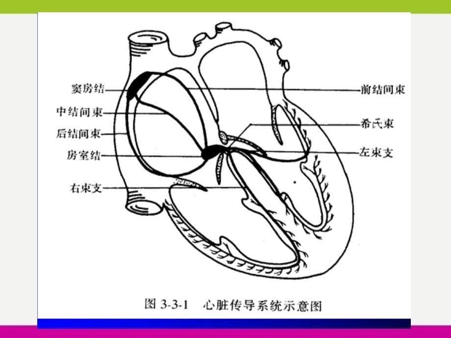 心律失常病人护理ppt_第5页