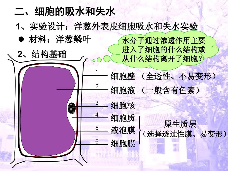 植物细胞的吸水和失水课件_第3页