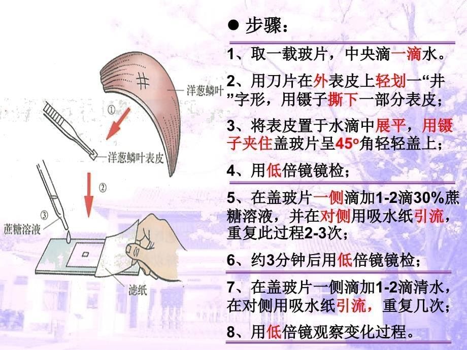 植物细胞的吸水和失水课件_第5页