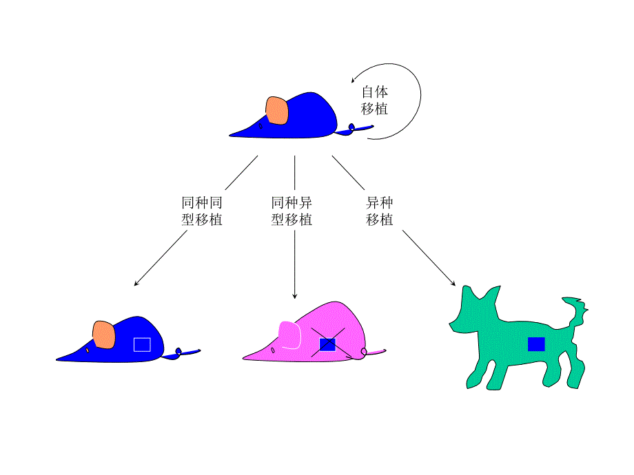 医学免疫学教学课件汇编-18移植免疫_第4页