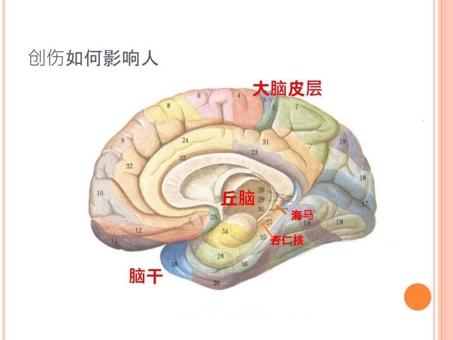 心理创伤中的稳定化技术PPT课件_第5页