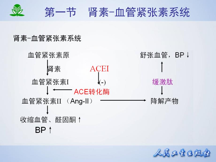 药理学第7版课件第二十三章肾素-血管紧张素系统药理_第4页