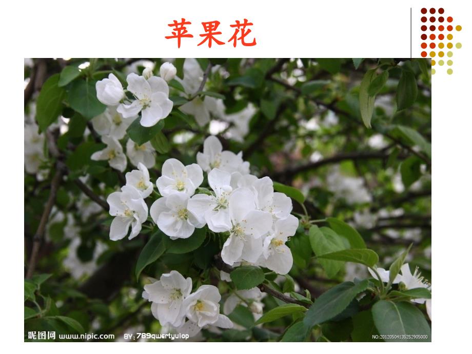 课文3.花园果园.ppt_第1页