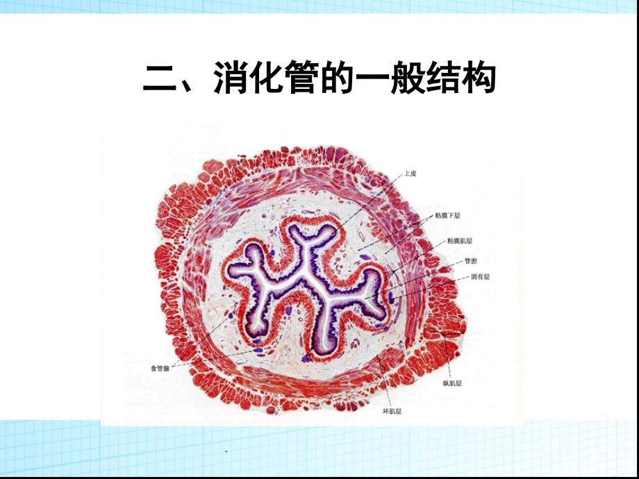 组织学消化系统-消化管PPT演示课件_第4页