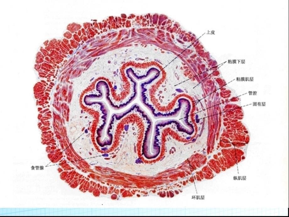 组织学消化系统-消化管PPT演示课件_第5页