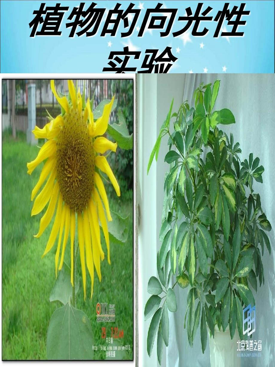 植物向光性实验PPT课件02_第1页