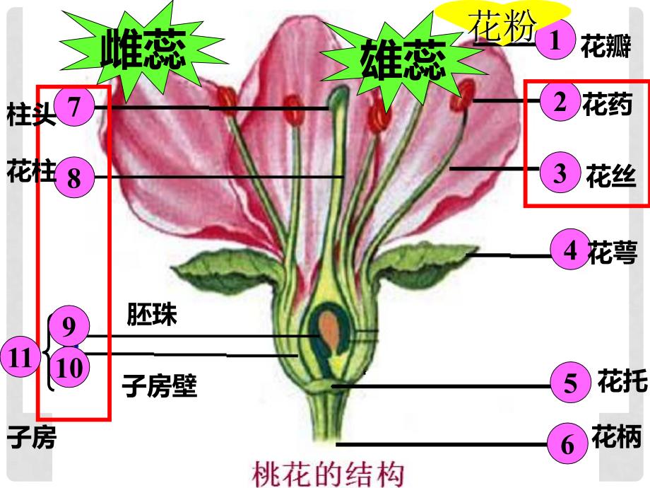 辽宁省辽阳市七年级生物上册 5.5植物的开花和结果课件 （新版）苏教版_第2页