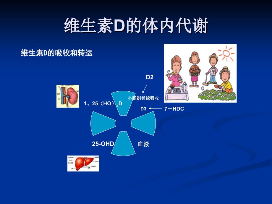 营养性维生素D缺乏性佝偻病_第2页