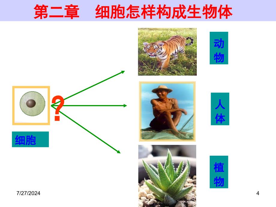 动物细胞的结构层次详解课件_第4页