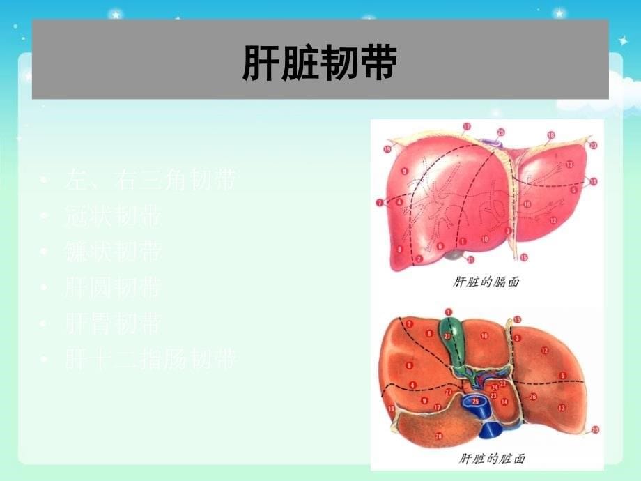 肝脏疾病-外科学ppt课件_第5页