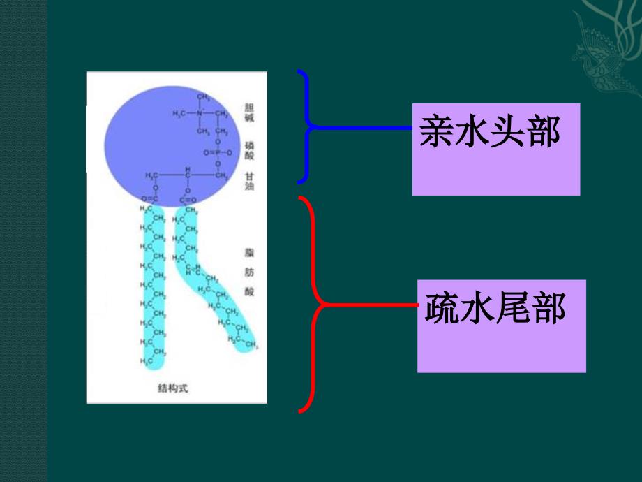 第四章第二节生物膜的结构模型流动镶嵌模型_第4页