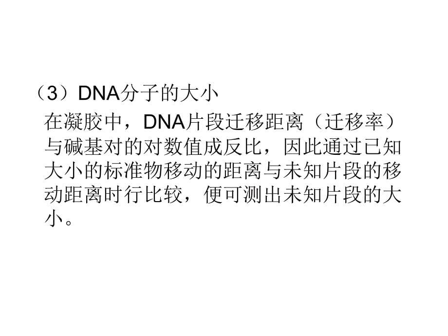 核酸电泳与检测PPT课件_第5页