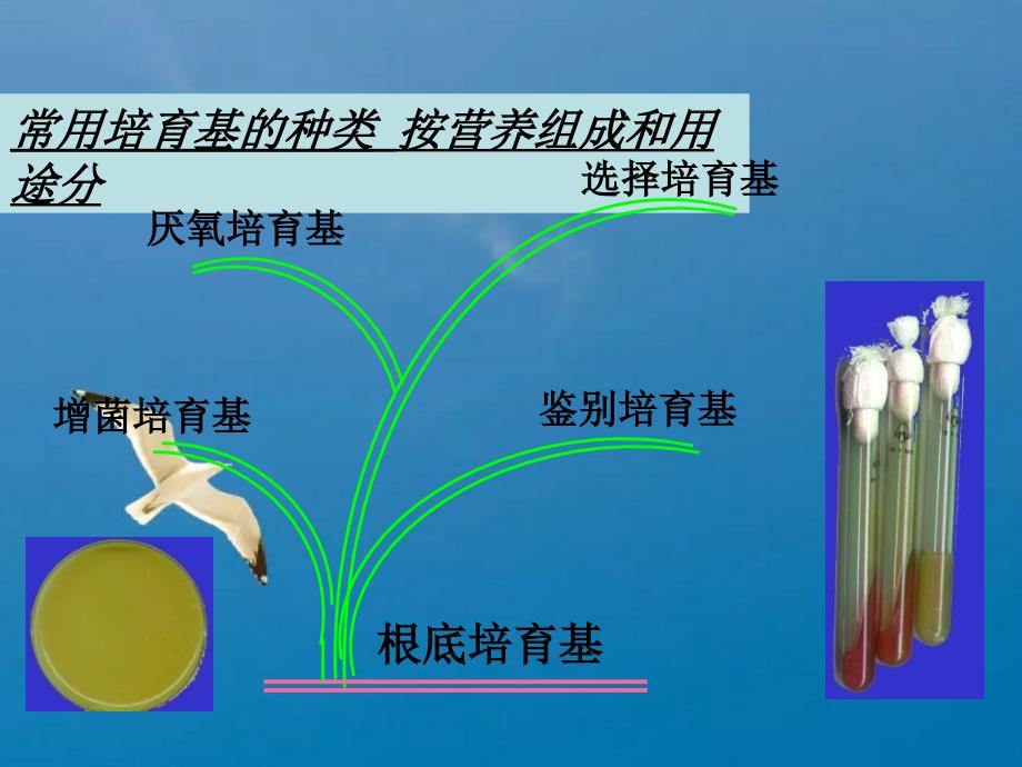 医学微生物学实验三胡ppt课件_第4页