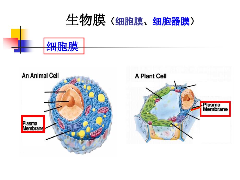 第18章生物膜与物质运输_第2页