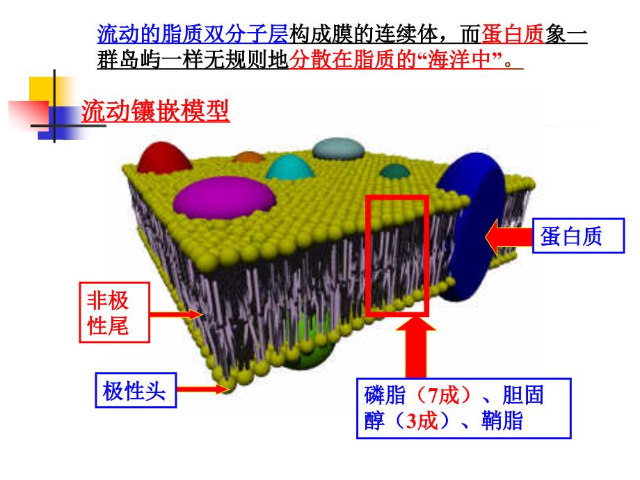 第18章生物膜与物质运输_第3页