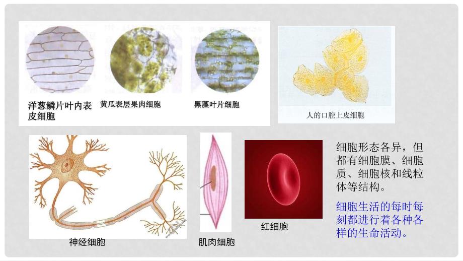 七年级生物上册 第二单元 第一章 第四节 细胞的生活课件 （新版）新人教版_第1页