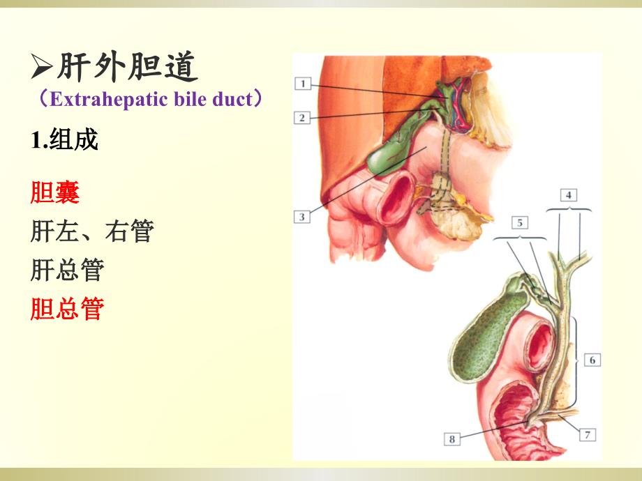 局部解剖学：下腹部、腹膜后隙_第1页