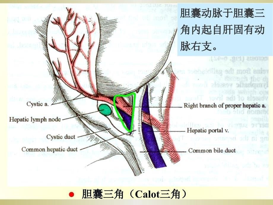 局部解剖学：下腹部、腹膜后隙_第5页