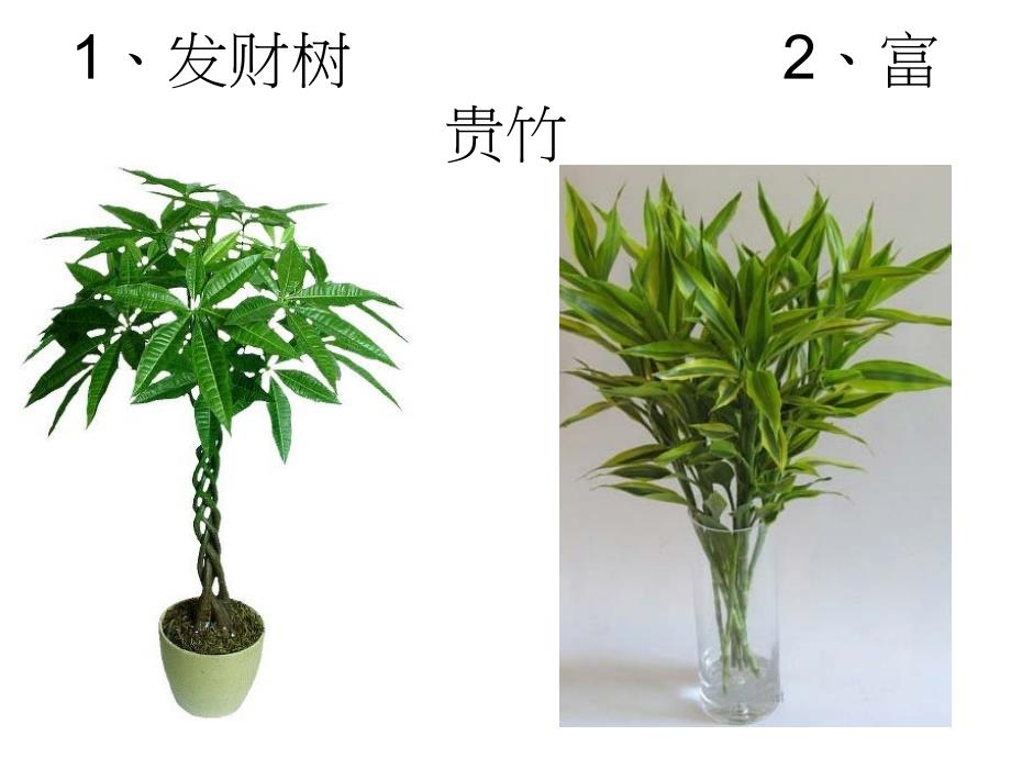 植物写生.ppt_第2页