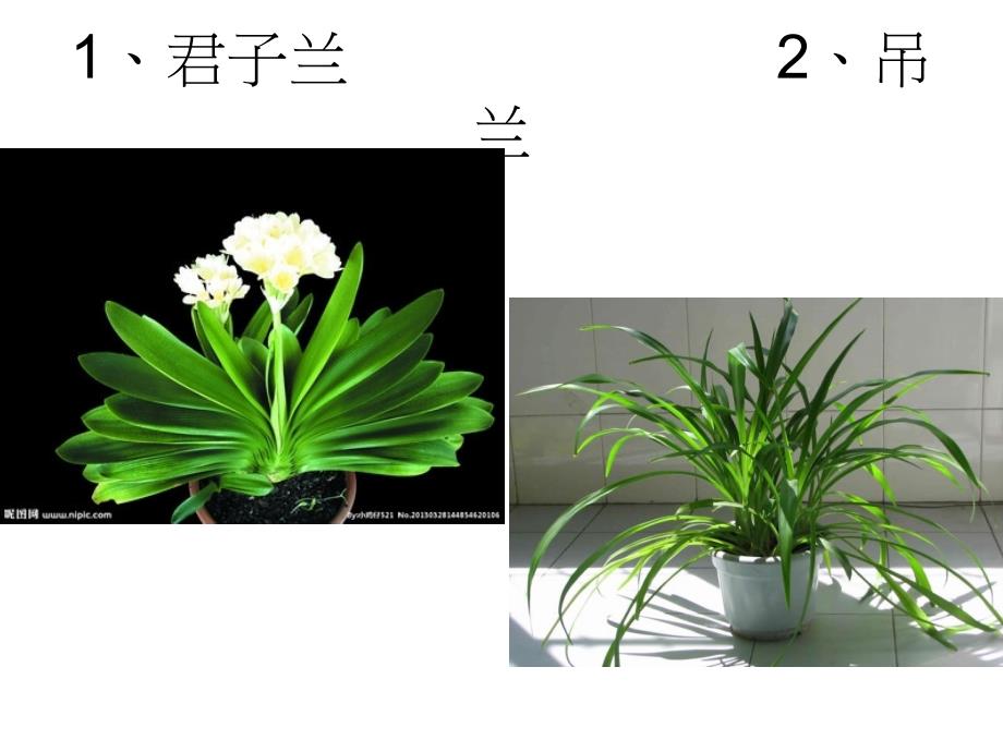 植物写生.ppt_第3页