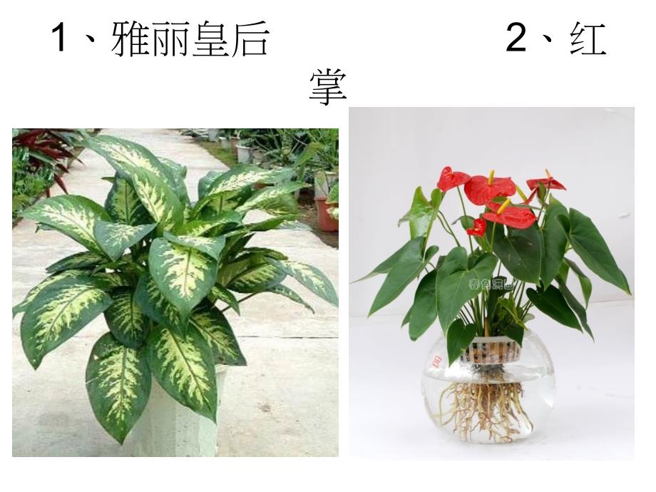 植物写生.ppt_第4页