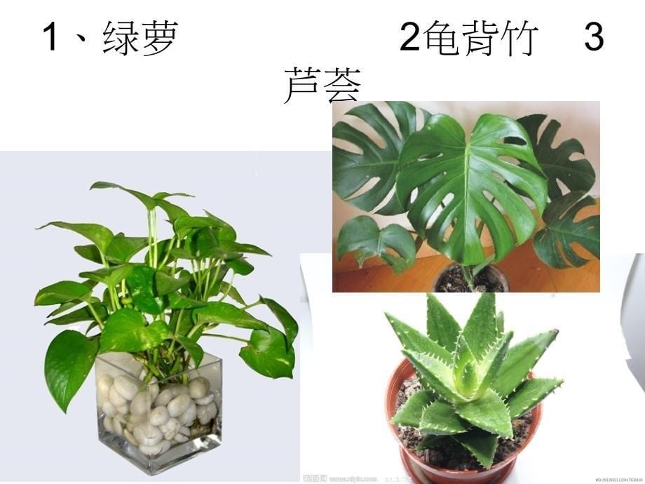 植物写生.ppt_第5页