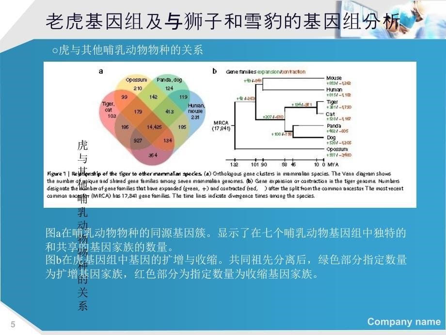 老虎基因分析_第5页