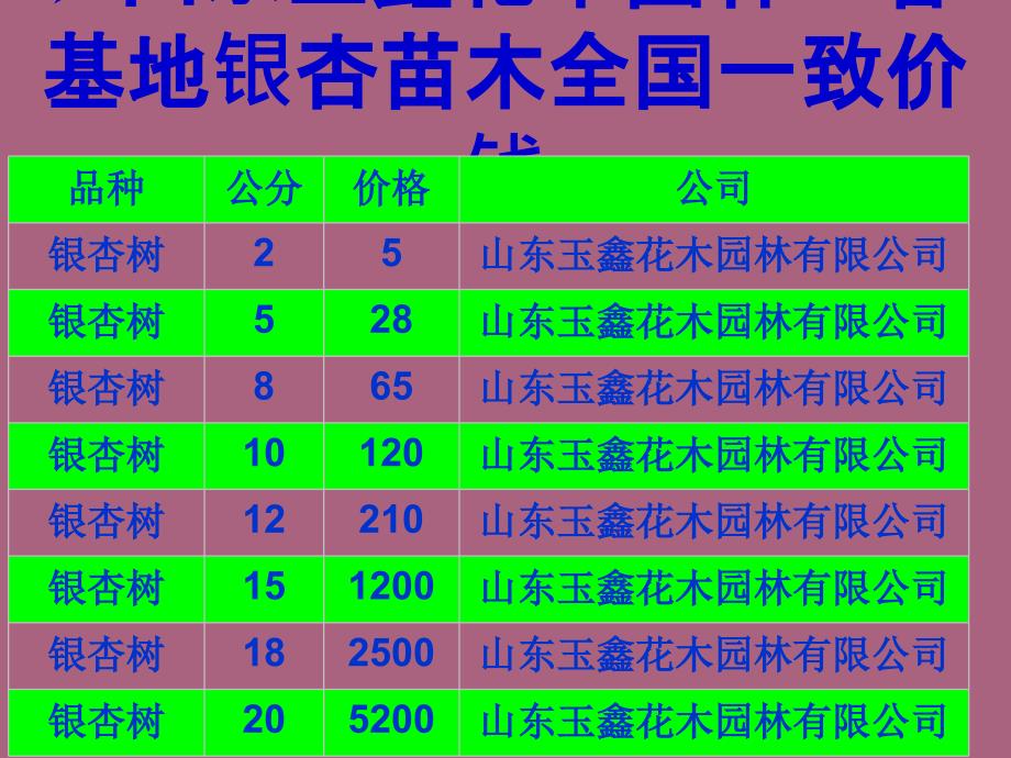 银杏树选山东玉鑫花木园林有限公司ppt课件_第3页