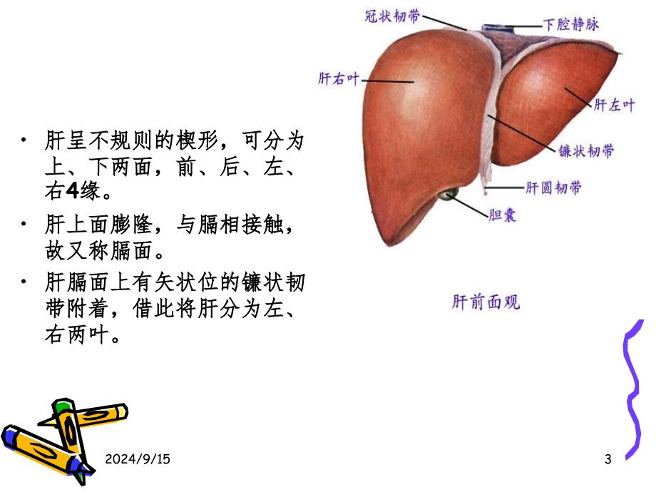 肝的解剖及分段课堂PPT_第3页