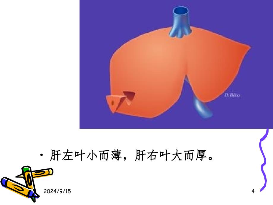 肝的解剖及分段课堂PPT_第4页