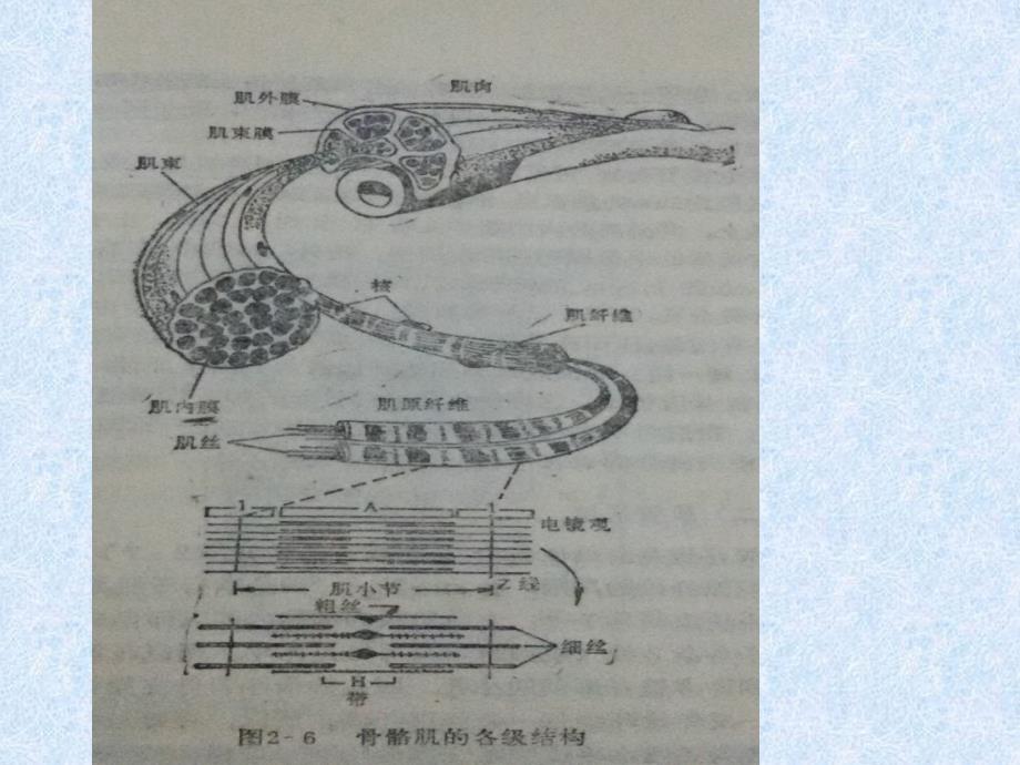 肌肉生物力学1_第3页