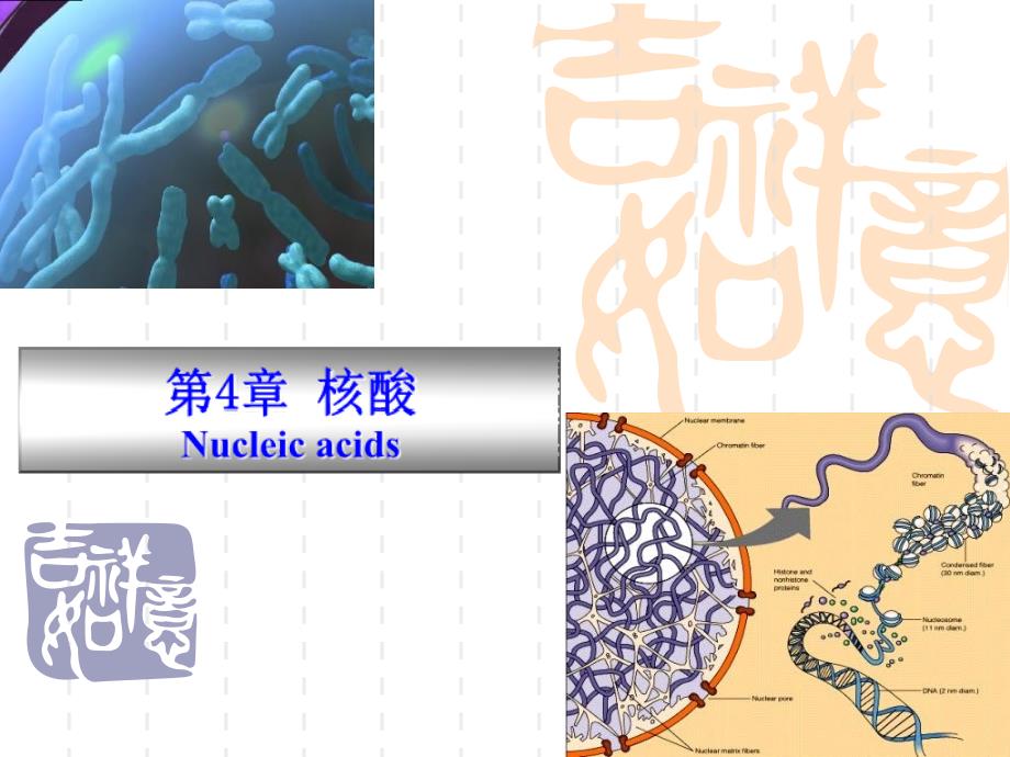 动物生物化学4核酸_第2页