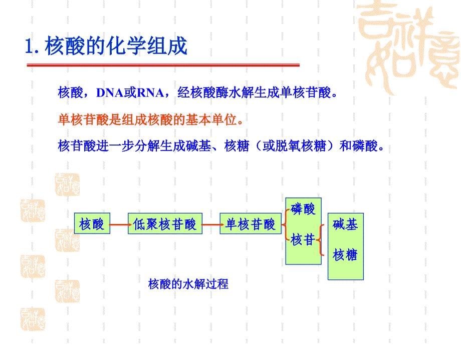 动物生物化学4核酸_第5页