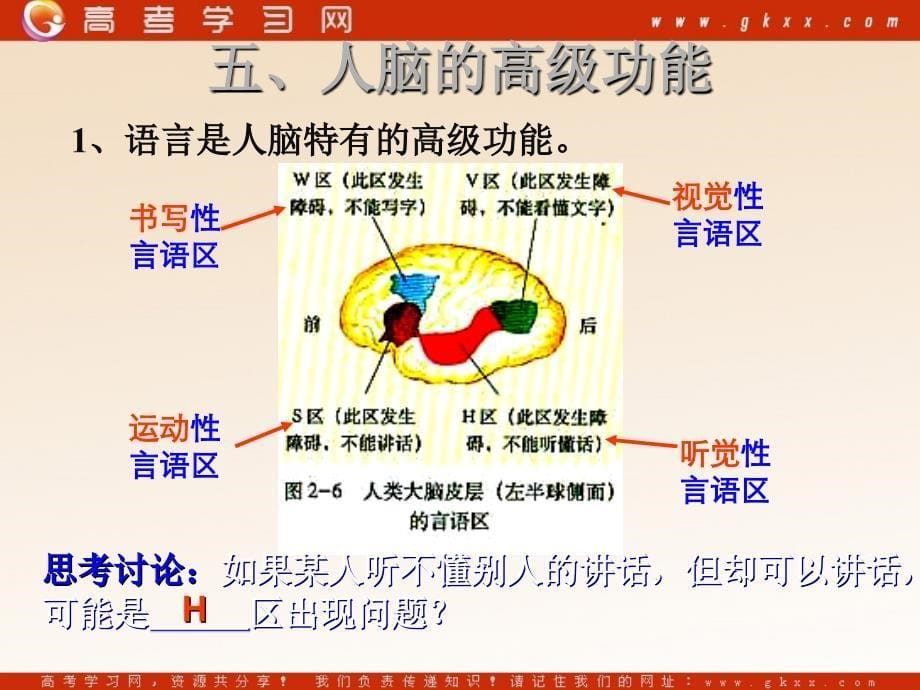 高中生物《通过神经系统的调节》课件3（23张PPT）（人教版必修3）_第5页