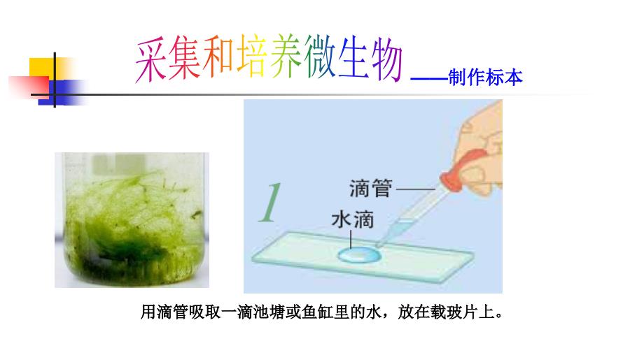 《用显微镜观察身边的生命世界(三)》_第3页